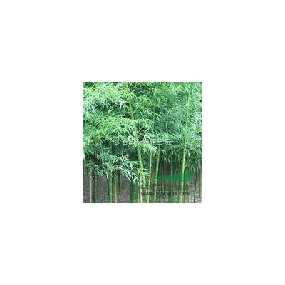 再力花 千屈菜、花葉蘆竹、莎草、紫芋、水芋、玉嬋花