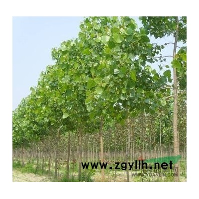 寧夏春季預(yù)售速生楊