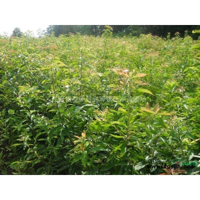 造林苗木和綠化苗木