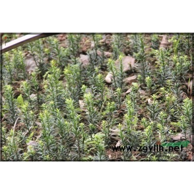 曼地亞紅豆杉，曼地亞紅豆杉苗，曼地亞紅豆杉小苗，紅豆杉小苗