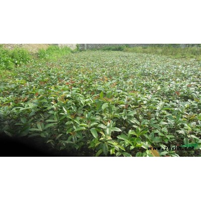 廣州綠化種苗/廣州綠化樹苗/廣東檀香苗