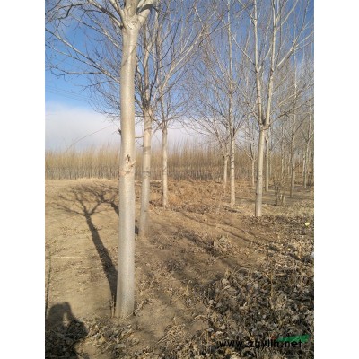 樟子松 油松 云杉