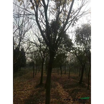 無患子    10到15公分