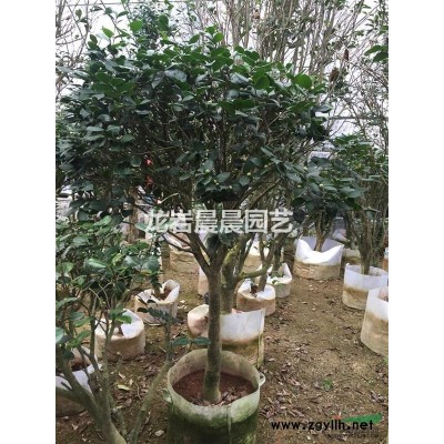 茶花綠化大苗 3到8公分 冠1到1.5米 傳統(tǒng)茶花品種。
