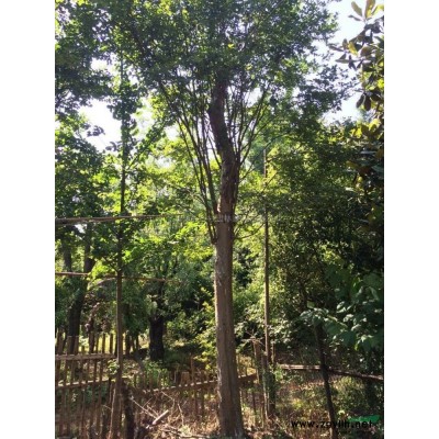 原生紫薇供應(yīng)