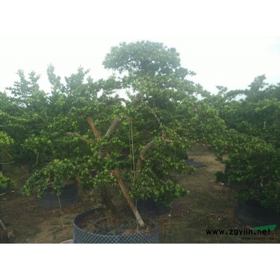 羅漢松基地：造型羅漢松，綠化羅漢松