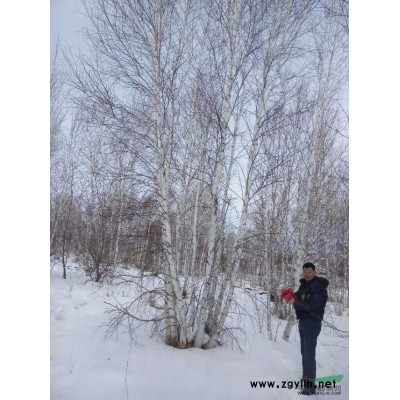 內蒙古大量供應8-10米叢生白樺
