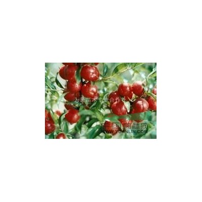 銷售 桃樹苗 桃樹