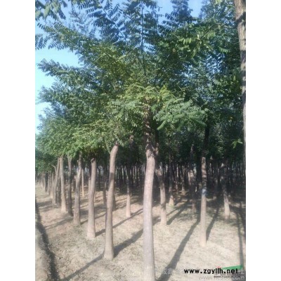 出售國槐小苗20萬棵   白蠟   紅葉梨  五角楓  海棠