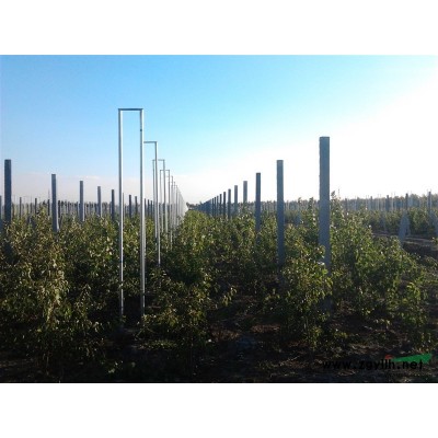 木槿價格 木槿苗圃 出售木槿 3-5公分木槿