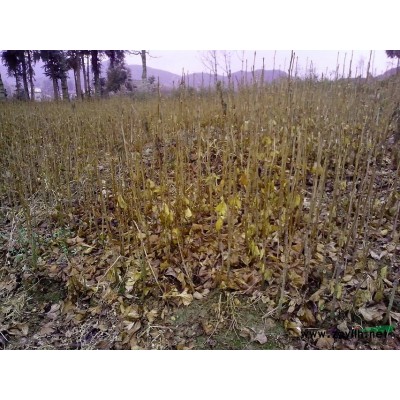 漆苗，柳杉，桂花