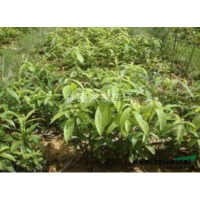 八月桂  桂樹 大量批發