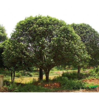 700棵楊梅樹地徑20—30CM,500甩賣