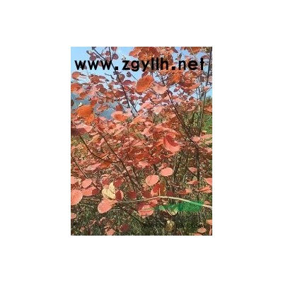 供應各種規格綠化苗木以及種子北欒、黃櫨、杜仲等