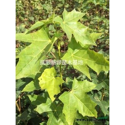 遼寧撫順供應紅珊瑚柳扦插段