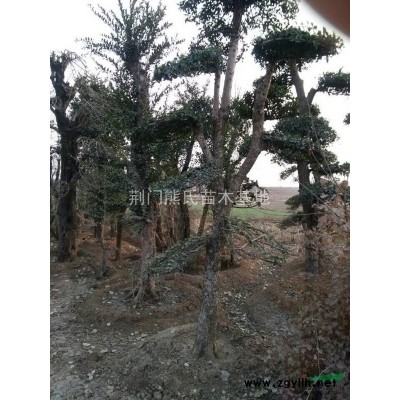 紅葉石楠球，紅葉石楠盆苗，紅葉石楠小苗價格，獨桿紅葉石楠供應(yīng)