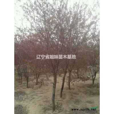 遼寧地區供應4公分金葉垂榆，火炬，快柏