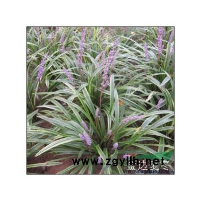 上海金邊麥冬，蜀檜，紫葉桃（精品）*供應(yīng)