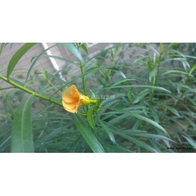 自產(chǎn)黃花夾竹桃綠化苗