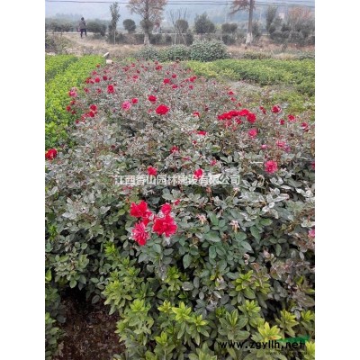 大量供應(yīng)紅花繼木、杜鵑、茶梅剛等工程苗