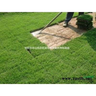 香樟  香樟價格 江蘇香樟樹 句容香樟樹