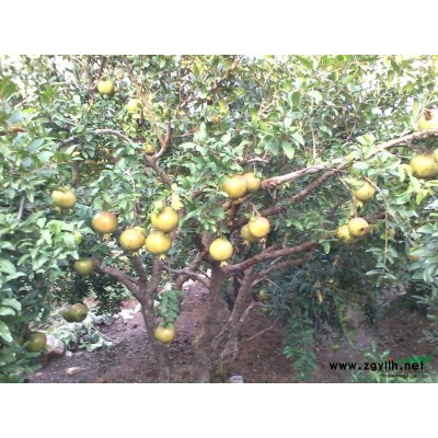 出售山東石榴樹、石榴樹苗、各種規格優質石榴樹苗木。