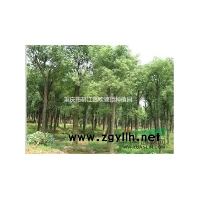 大量供應香樟樹 樹齡6年