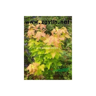 金葉復(fù)葉槭扦插苗