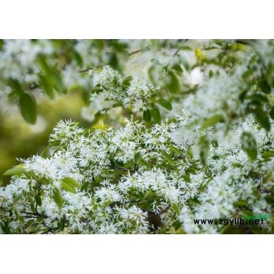 蒙古櫟，*供應(yīng)