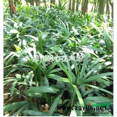 漳州秋楓｜馬口中秋楓｜廣東秋楓｜福建秋楓