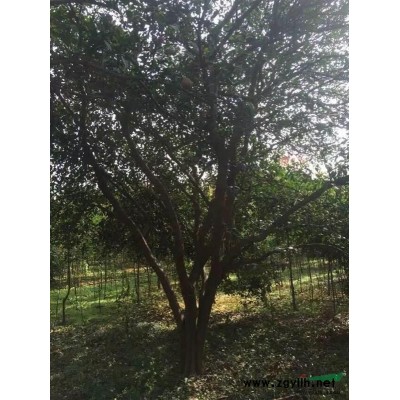 供應：多桿樟小規格