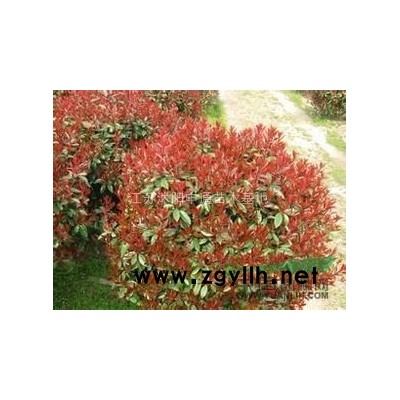 鋪地柏 長期低價供應(yīng)鋪地柏 江蘇鋪地柏