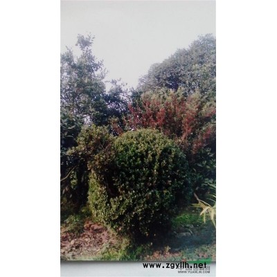 中華蚊母樹高2M冠徑1.2m孔雀造型景觀樹齡20余年！