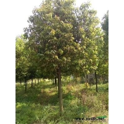 湖北地區供應，10-30香樟，6-8枇杷，5-20廣玉蘭