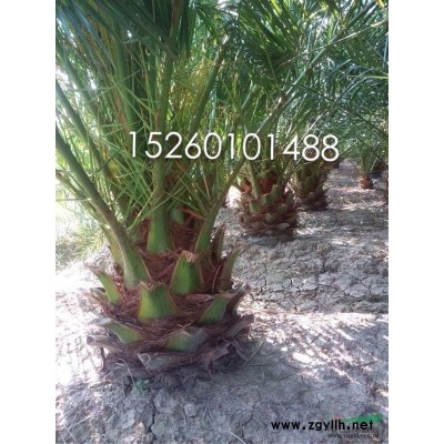 大量供應8--10公分小葉榕袋裝苗