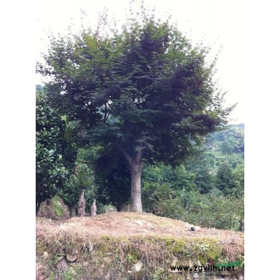 供應(yīng)紅花繼木球