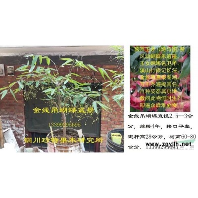 系列金絲吊蝴蝶、冬紅黃楊苗木及接穗預訂