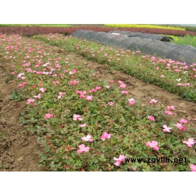 供應塔柏、蜀檜、刺松、龍柏