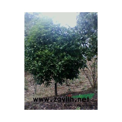 松滋楠木苗供應