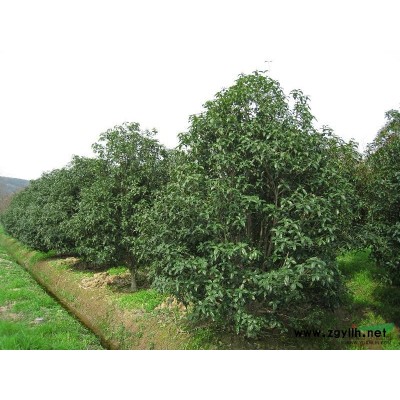 供應垂絲海棠，西府海棠大小規格