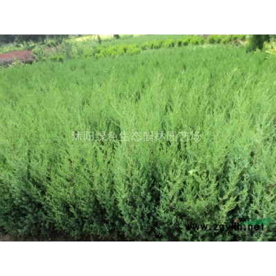 苗圃種苗大戶批售80高蜀檜.90高蜀檜.1米蜀檜