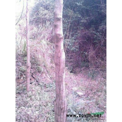 江西九江瑞昌供應杜仲樹直徑10一20公分