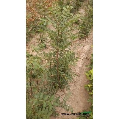 山西運城花椒苗供應