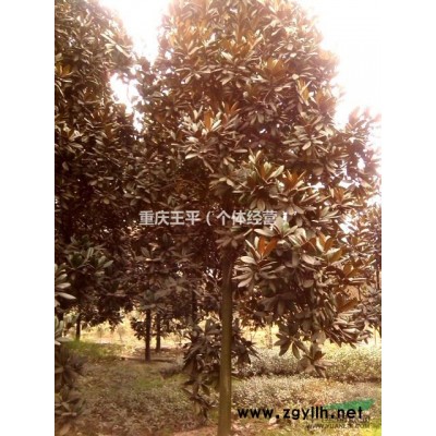 供應貴州米徑12公分廣玉蘭