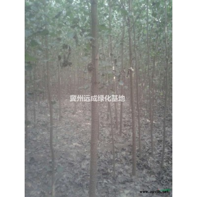 銀杏（實生）:規(guī)格米徑5---13公分