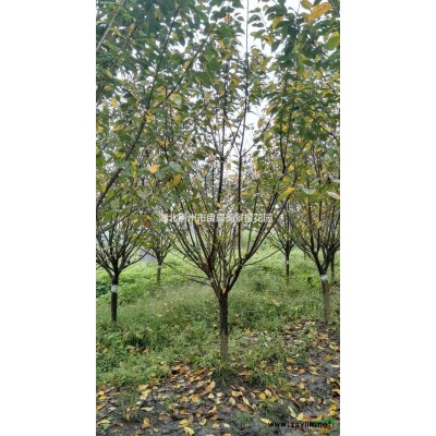 銀杏、出售銀杏、湖北銀杏苗