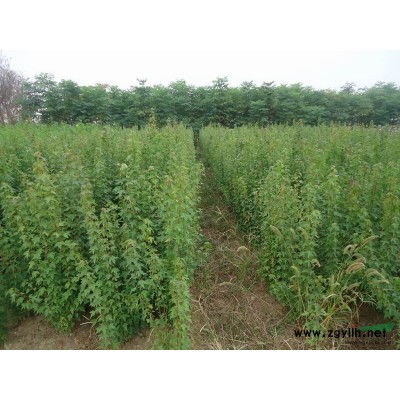 重陽木 九江重陽木的數量 華中地區重陽木的行情及價格 秋楓圖