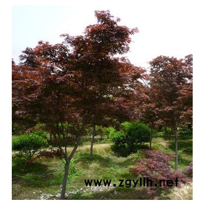 西府海棠*新價(jià)格/西府海棠報(bào)價(jià)