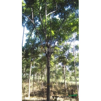 黃山欒樹12公分至16公分