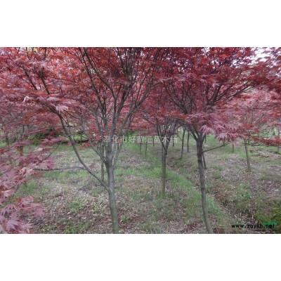 2014年紅楓價(jià)格，中國(guó)紅楓之鄉(xiāng)，浙江紅楓，浙江紅楓基地，
